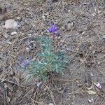 Lupinus albifrons flower picture by Paige Schoneweis (cc-by-sa)