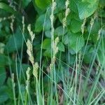 Carex canescens flower picture by David Hinds (cc-by-sa)