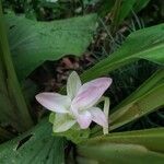 Curcuma longa flower picture by akash akash barua (cc-by-sa)