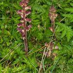 Orobanche reticulata habit picture by Martin Bishop (cc-by-sa)