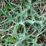 Eryngium amethystinum leaf picture by Damiano Parravano (cc-by-sa)