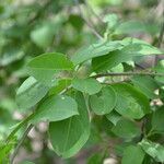 Stegnosperma cubense leaf picture by Nelson Zamora Villalobos (cc-by-nc)