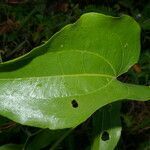 Smilax subpubescens leaf picture by Nelson Zamora Villalobos (cc-by-nc)