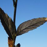 Adenophora liliifolia leaf picture by arlas (cc-by-sa)