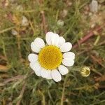 Anthemis tomentosa flower picture by Konstans Big (cc-by-sa)