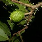 Eugenia herrerae fruit picture by Nelson Zamora Villalobos (cc-by-nc)