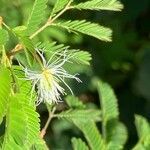 Desmanthus virgatus flower picture by Jacques PIQUET (cc-by-sa)