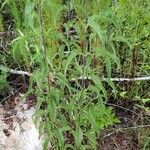 Eupatorium serotinum habit picture by Brad Kelley (cc-by-sa)