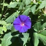 Ipomoea purpurea flower picture by Anthony Casado (cc-by-sa)