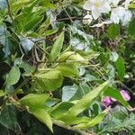 Solanum laxum leaf picture by Pereira Jorge (cc-by-sa)