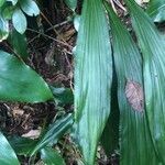 Calanthe sylvatica leaf picture by Hugo SANTACREU (cc-by-sa)