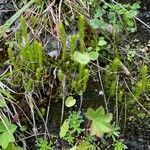 Selaginella selaginoides habit picture by Daniel Bäck (cc-by-sa)