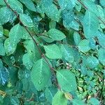 Cotoneaster multiflorus leaf picture by duisplant (cc-by-sa)