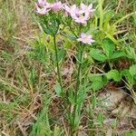 Centaurium erythraea habit picture by Jäger Latein (cc-by-sa)