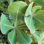 Cussonia thyrsiflora leaf picture by Maarten Vanhove (cc-by-sa)