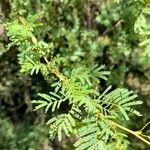 Prosopis alba leaf picture by Trap Hers (cc-by-sa)