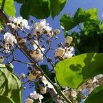 Catalpa ovata flower picture by Domenico Delle Chiaie (cc-by-sa)