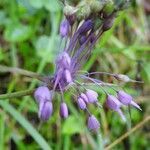 Allium carinatum flower picture by Roberto Dessì (cc-by-sa)