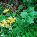 Doronicum austriacum habit picture by Chris Georges (cc-by-sa)