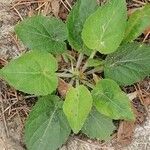 Viola collina leaf picture by Joseph Dupont (cc-by-sa)