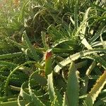 Aloe arborescens habit picture by Víctor Bao (cc-by-sa)