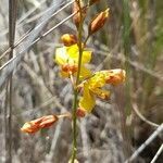 Hoffmannseggia glauca flower picture by Trap Hers (cc-by-sa)