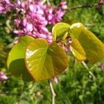 Cercis siliquastrum leaf picture by Rémy Bessin (cc-by-sa)