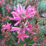 Erica verticillata flower picture by Daniel Barthelemy (cc-by-nc)