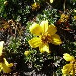 Bidens andicola flower picture by Fabien Anthelme (cc-by-sa)