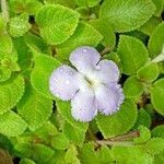 Episcia lilacina flower picture by Sean Dennis (cc-by-sa)