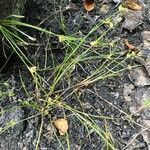 Juncus bulbosus habit picture by Patrice Bracquart (cc-by-sa)