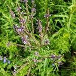 Verbena hastata flower picture by Kassie Slotty (cc-by-sa)