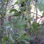 Celtis laevigata fruit picture by Natures Guy (cc-by-sa)