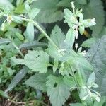 Cerastium rivulariastrum habit picture by Trap Hers (cc-by-sa)