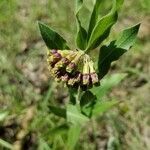 Asclepias viridiflora flower picture by Jamie Smith (cc-by-sa)