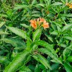 Crossandra infundibuliformis flower picture by JILLELLA GANESH (cc-by-sa)