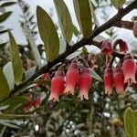 Macleania rupestris flower picture by Gabriel Ollivier (cc-by-sa)