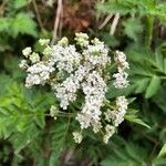 Chaerophyllum hirsutum flower picture by Michael Meyer (cc-by-sa)