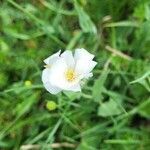 Ranunculus amplexicaulis flower picture by Alexandre Crégu (cc-by-sa)