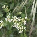 Lepidium latifolium flower picture by Consuelo Galiano (cc-by-sa)