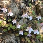 Linnaea borealis flower picture by Malyshev Egor (cc-by-sa)