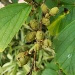 Hamamelis virginiana fruit picture by William Coville (cc-by-sa)