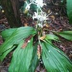 Calanthe triplicata habit picture by Coordination Endemia (cc-by-sa)