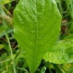 Willemetia stipitata leaf picture by davide losi (cc-by-sa)