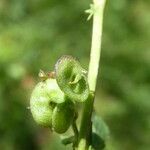 Medicago suffruticosa fruit picture by Llandrich anna (cc-by-sa)