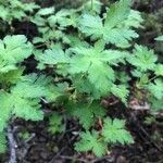 Ribes montigenum leaf picture by Joseph Littlehorn (cc-by-sa)