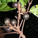 Protium tenuifolium fruit picture by Jean-François Molino (cc-by-sa)