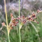 Juncus inflexus flower picture by F. Manzano (cc-by-sa)