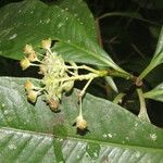 Ardisia opegrapha fruit picture by Nelson Zamora Villalobos (cc-by-nc)