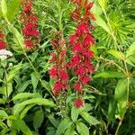 Lobelia cardinalis habit picture by Matthias Foellmer (cc-by-sa)